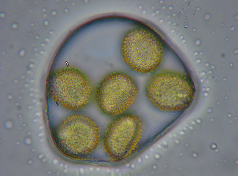 Perichaena corticalis